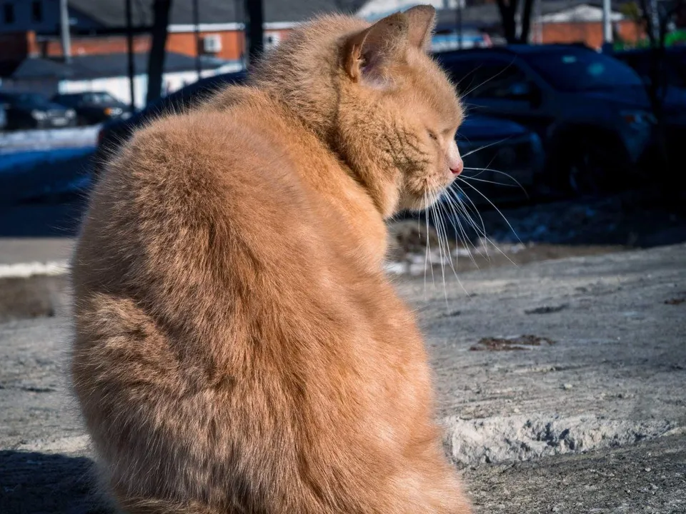 Есть примета, что кошки рыжего окраса приносят удачу.&nbsp;Фото: Герман Оксюта