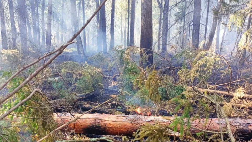 Фото: пресс-служба Комитета лесного хозяйства Московской области