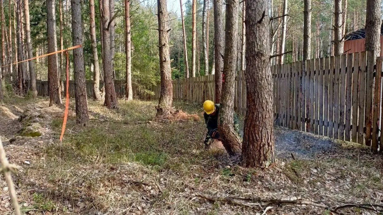 Фото: Комитет лесного хозяйства МО