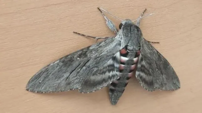 Фото: Соцсети