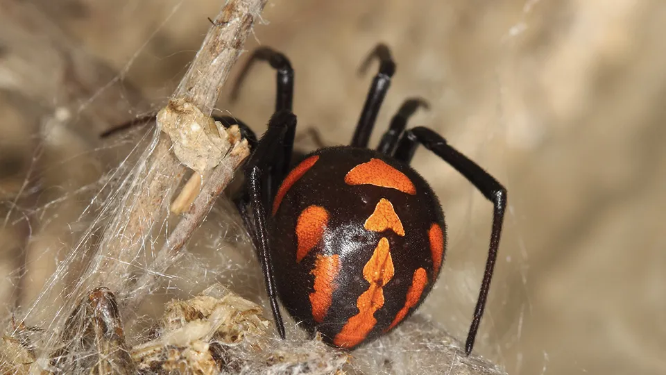 Фото: istockphoto.com/Frank Buchter