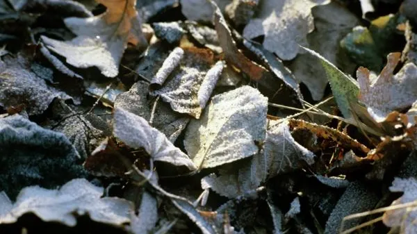 Жителей Подмосковья предупредили о заморозках
