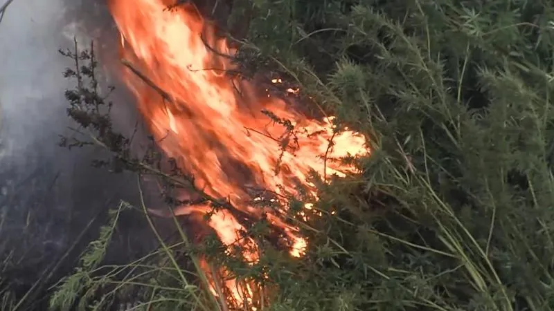 Две тысячи кустов конопли сожгли в Луховицах