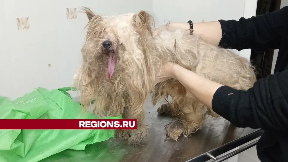 Фото: Вероника Калашникова