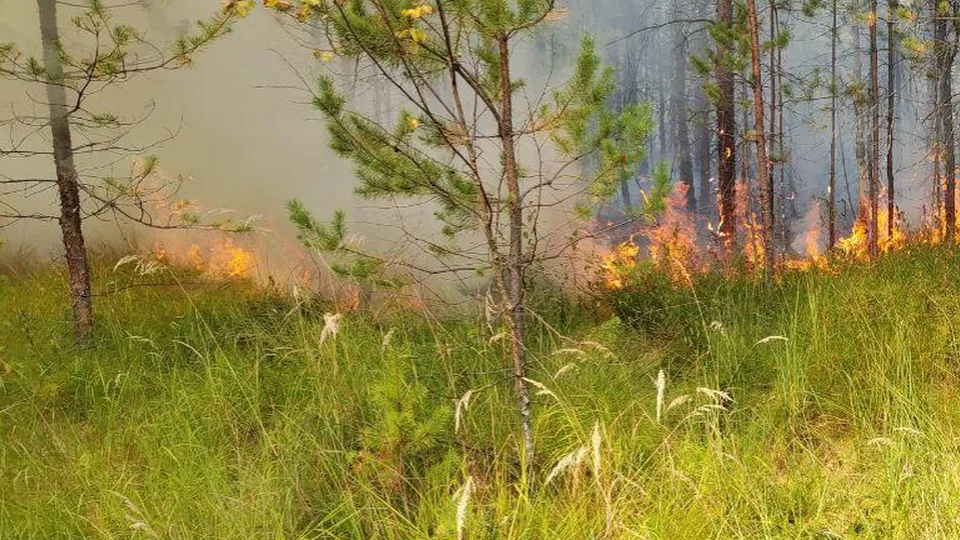 Фото: Комитет лесного хозяйства Московской области