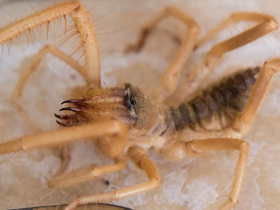 Опасные насекомые покусали россиянку в Египте — чего бояться туристам