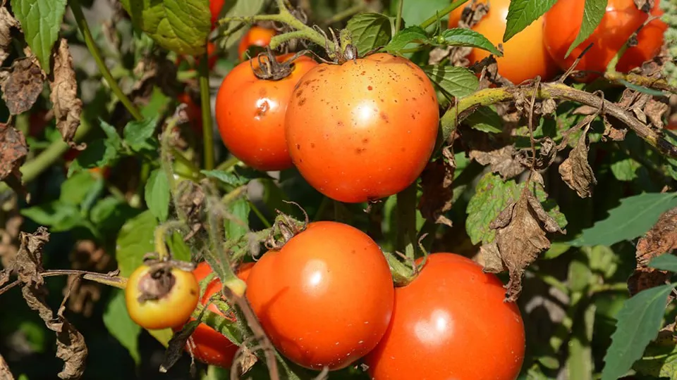 Фото: istockphoto.com