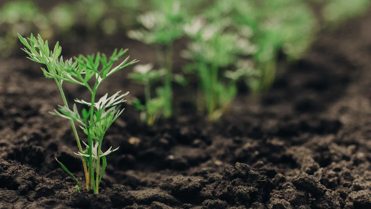 istockphoto.com/All rights to the photo belong to me, Angry Pony