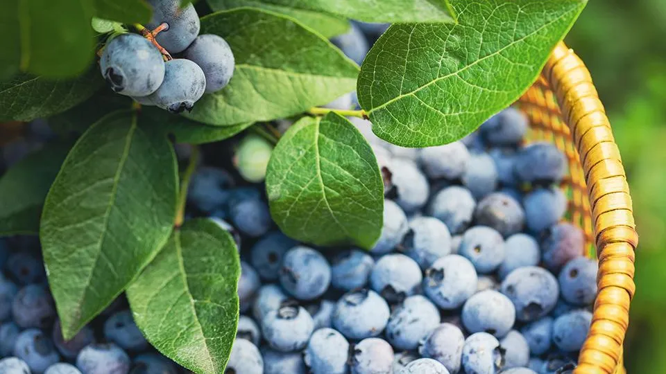 Фото: istockphoto.com