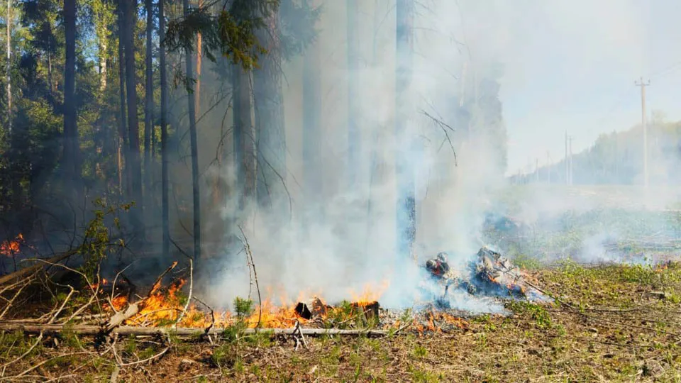 Фото: Комитет лесного хозяйства Московской области
