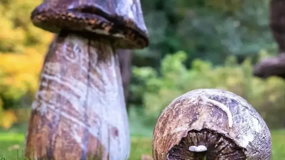 Фото: пресс-служба ботанического сада МГУ «Аптекарский огород»