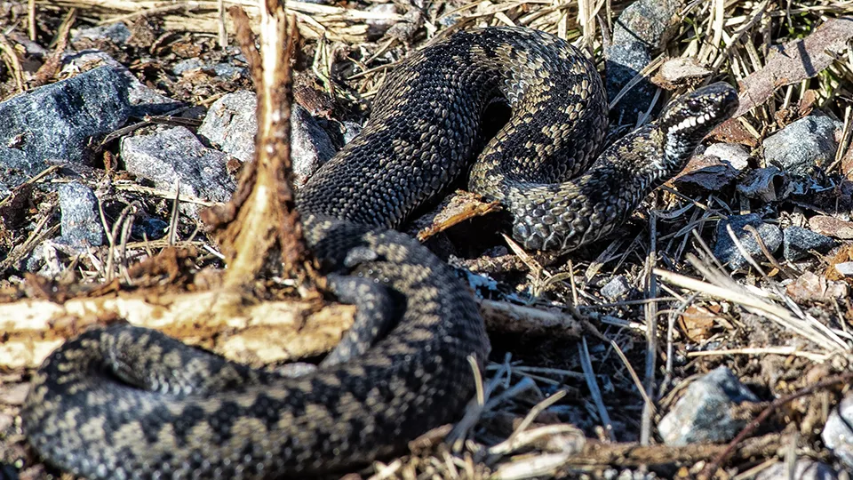 Фото: сommons.wikimedia/Alimatruusi