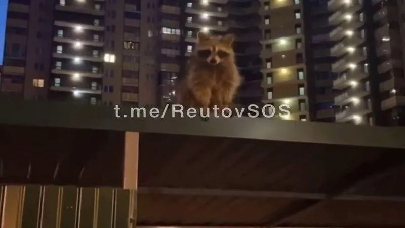 Потерянный енот скитается на стройке в Реутове