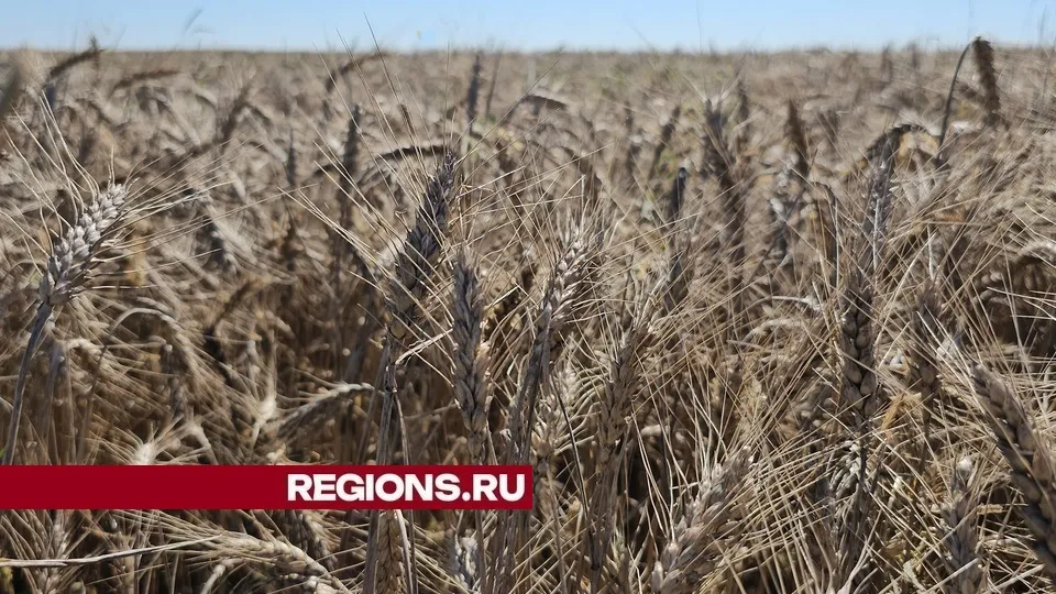 Фото: REGIONS/Александр Дрожжин