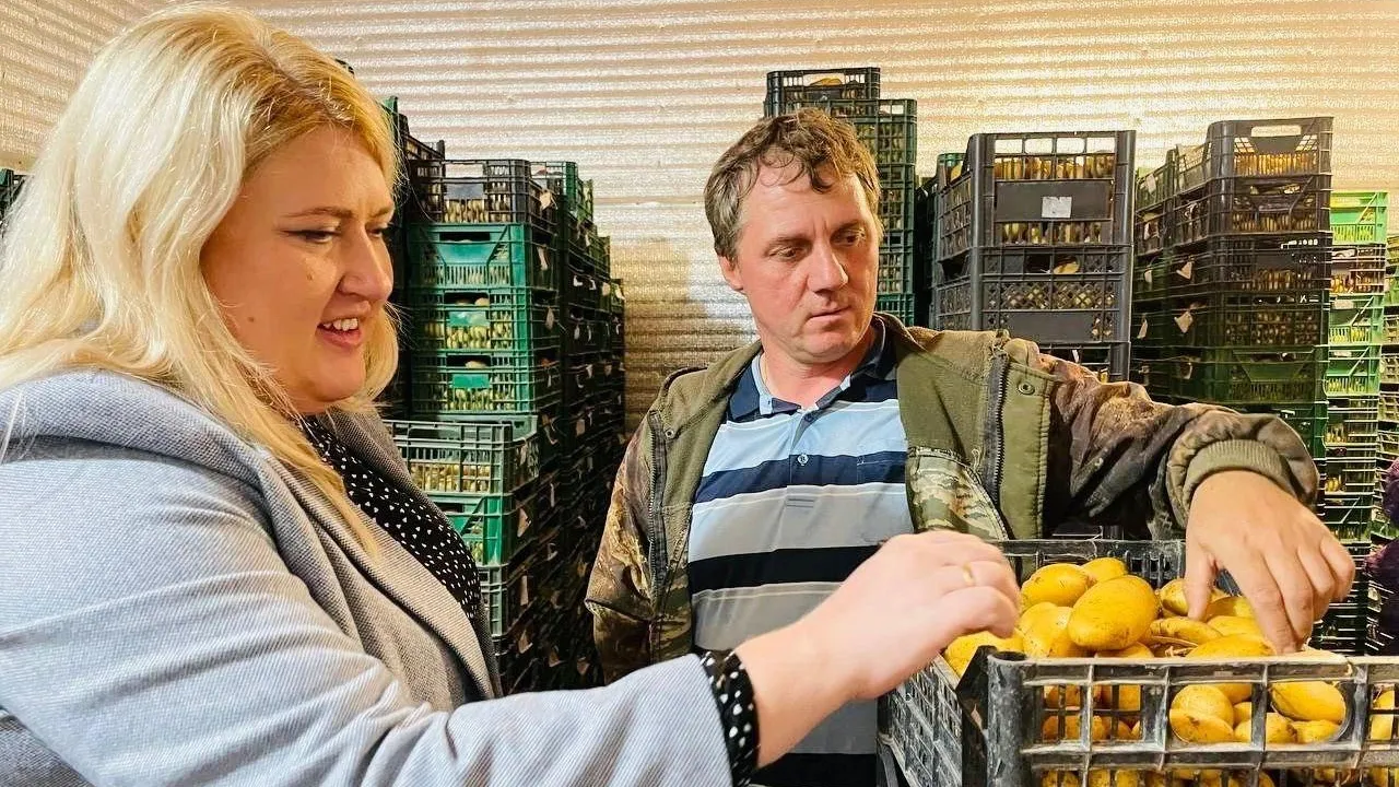 В Шатуре собирают богатый урожай элитного картофеля