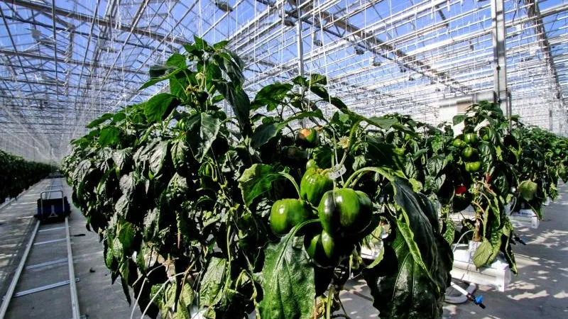 Министерство сельского хозяйства и продовольствия МО