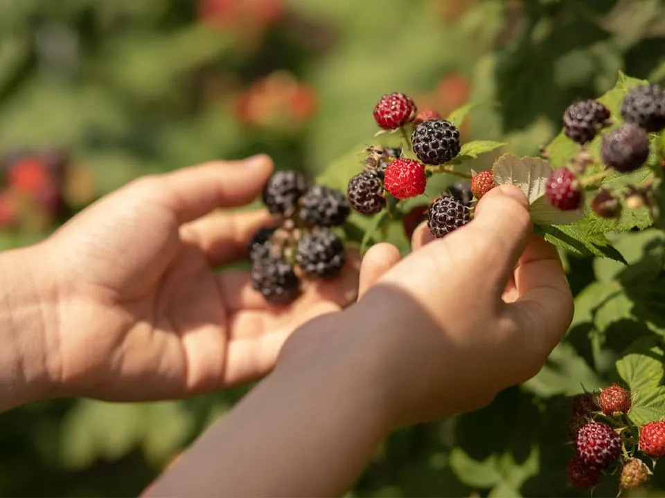 Четыре года тюрьмы: что грозит за сбор ягод и грибов в неположенных местах — где он разрешен