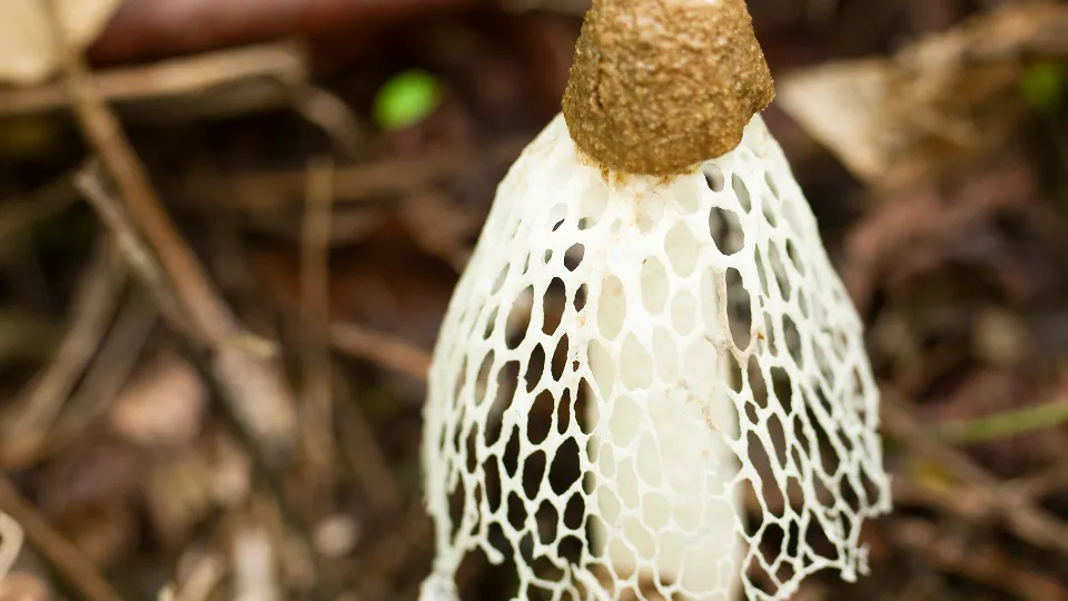 «Дама под вуалью». Фото: istockphoto.com/DebraLee Wiseberg