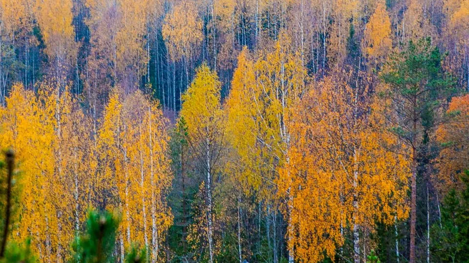 Фото: REGIONS/Роман Малышенко