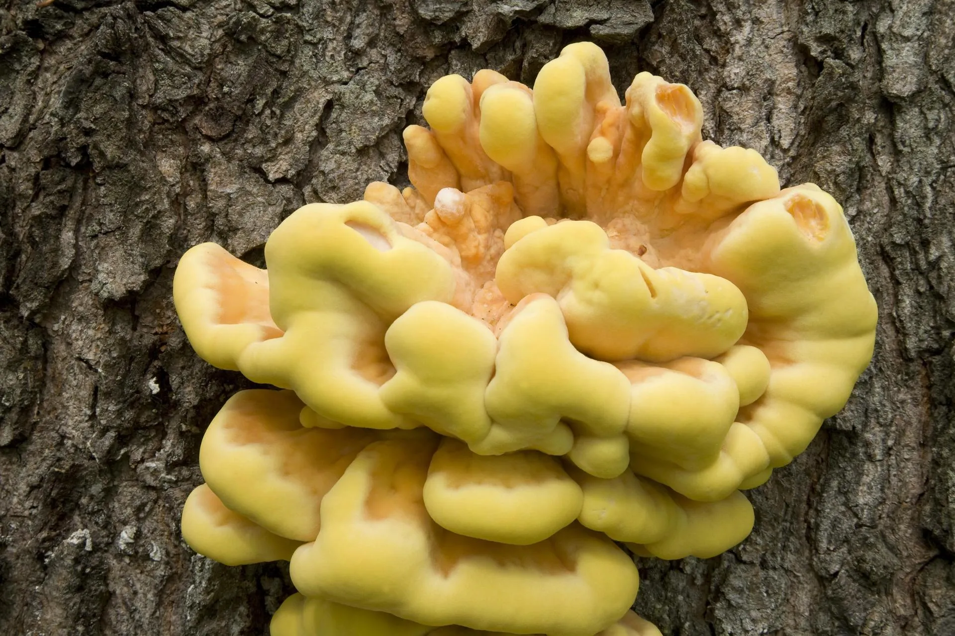 Gisela Rentsch/imageBROKER.com