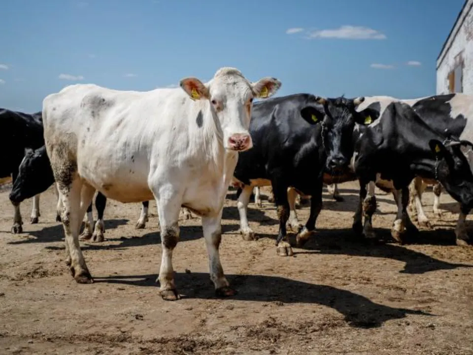 Фото: REGIONS/Наталья Надточая