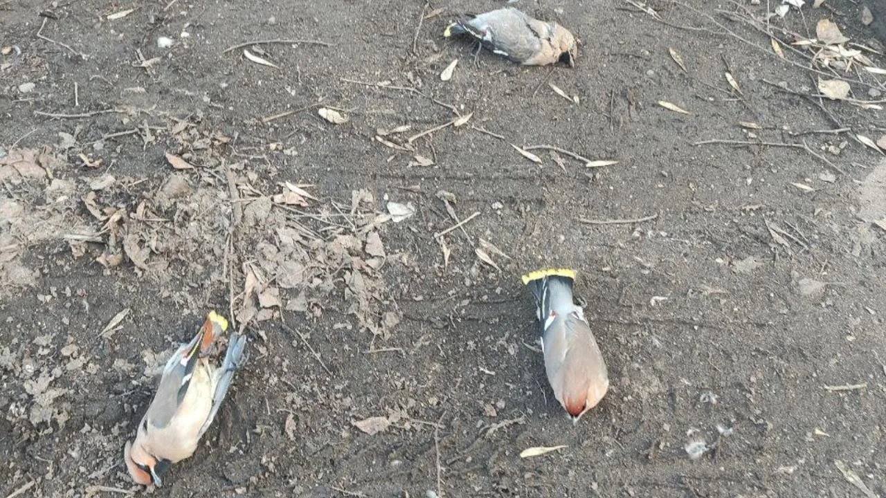 t.me/life_sergiev_posad