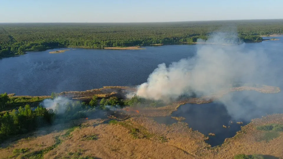 Фото: Комитет лесного хозяйства МО