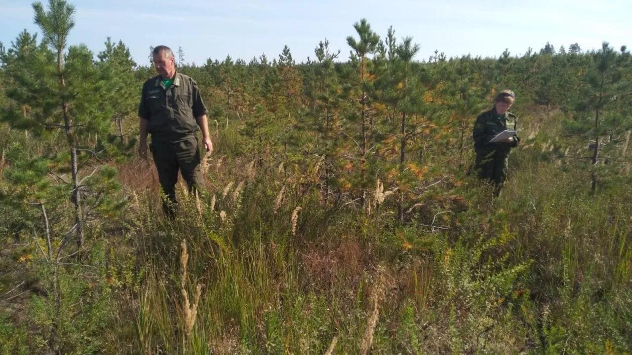 В Луховицах площадь земель, покрытых лесами, увеличится на 113 га