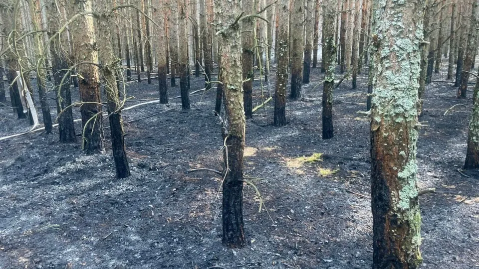 Фото: Комитет лесного хозяйства Московской области