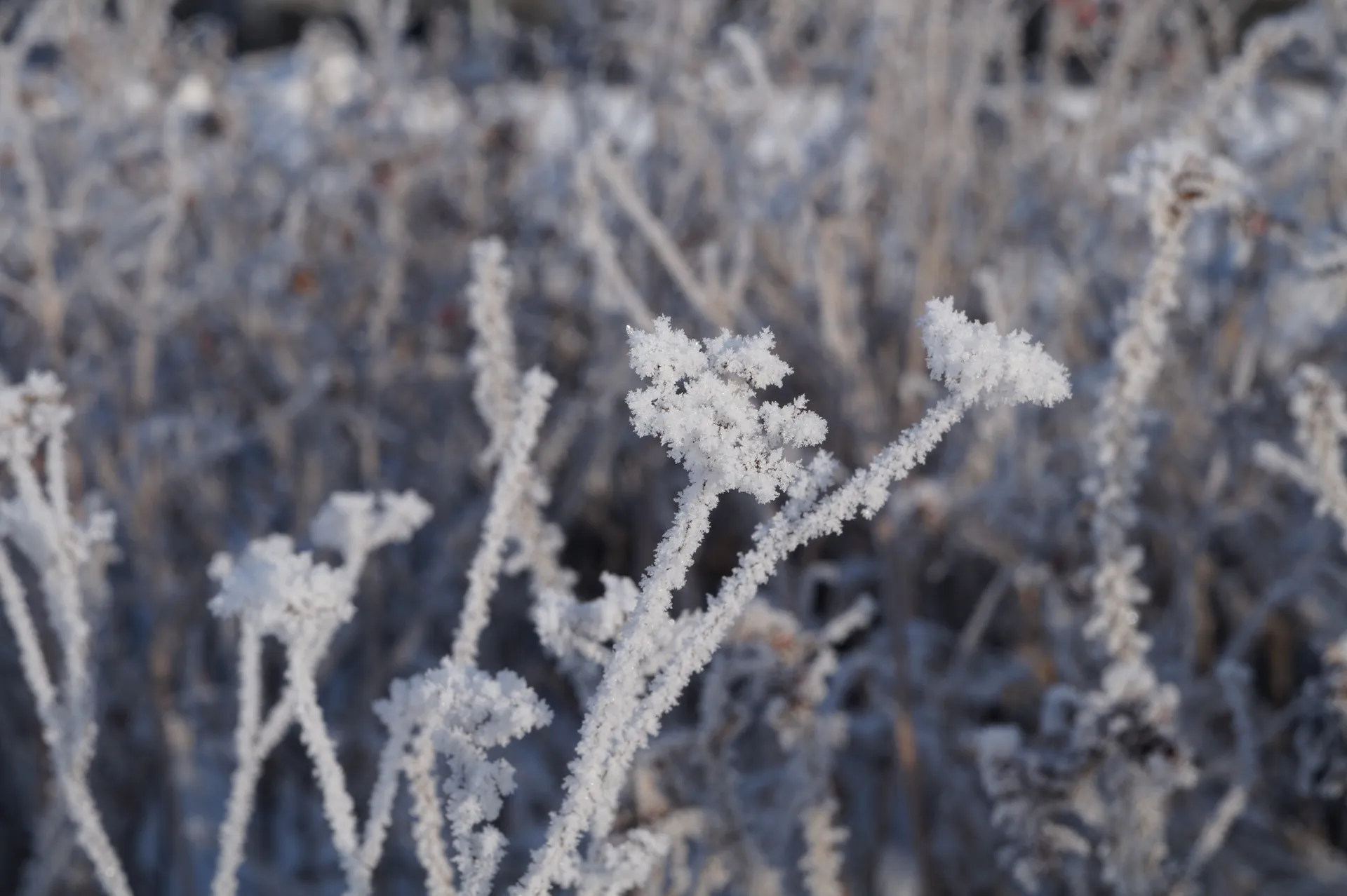 Мороз в Черноголовке