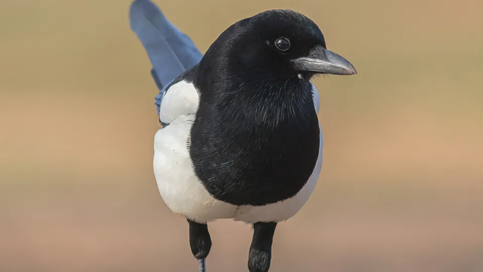 Фото: сommons.wikimedia/Diego Delso