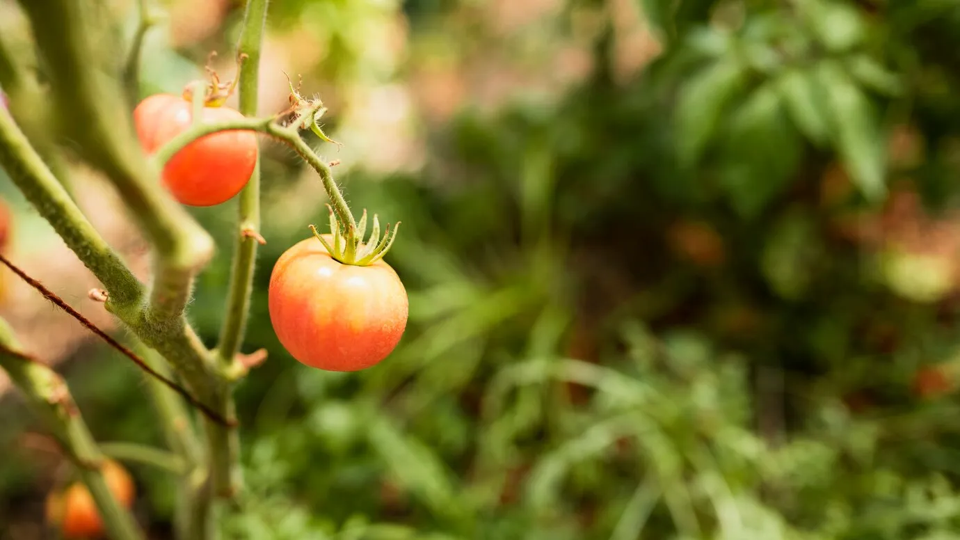 Фото: freepik.com