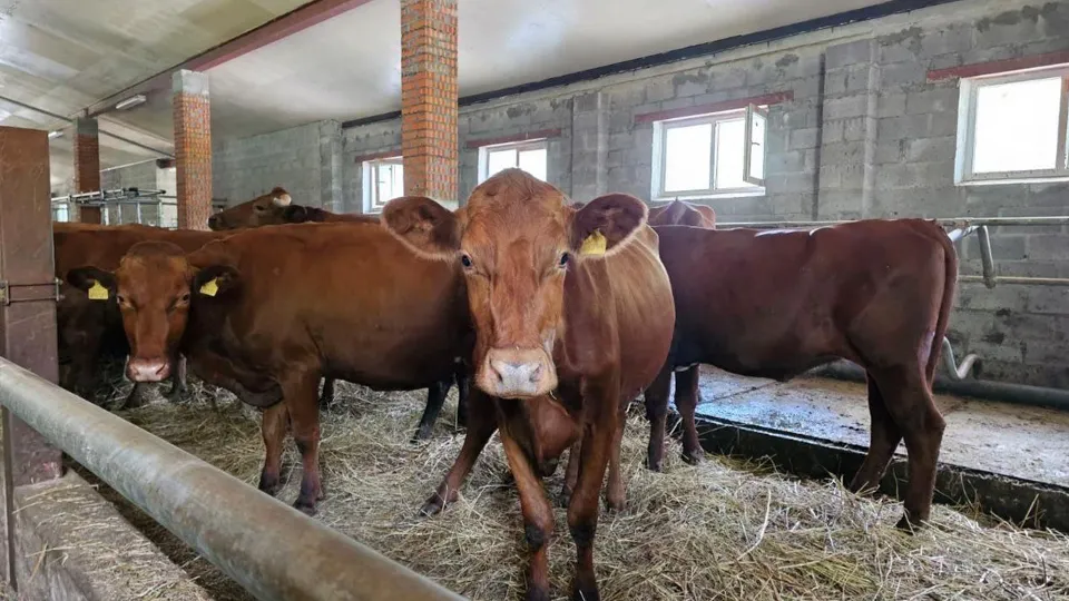 Фото: Министерство сельского хозяйства и продовольствия Московской области