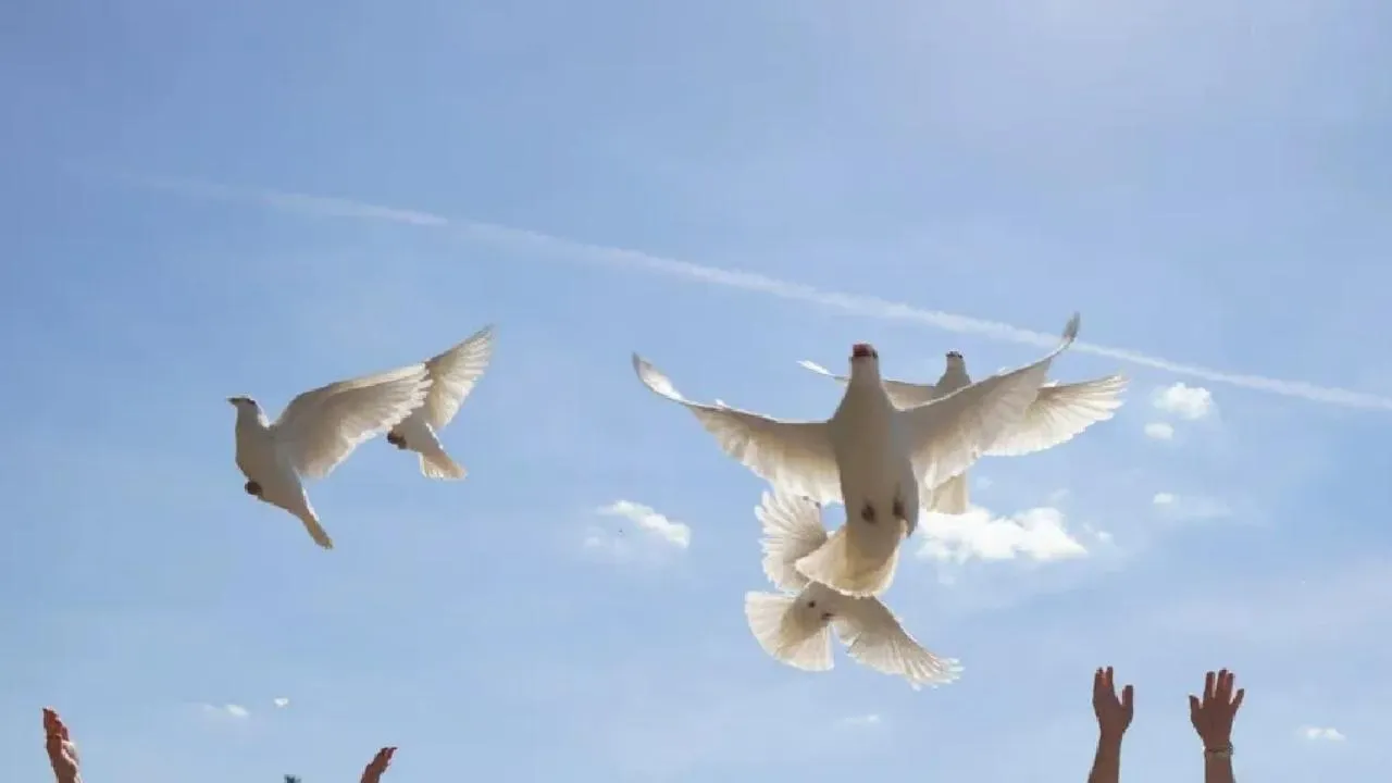 МедиаБанк Подмосковья/Артём Мишуков