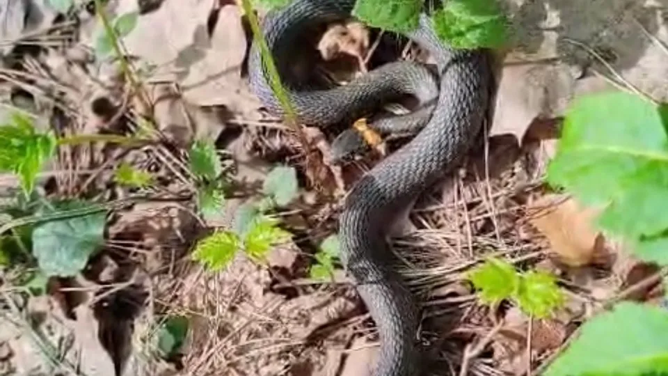 Фото: соцсети