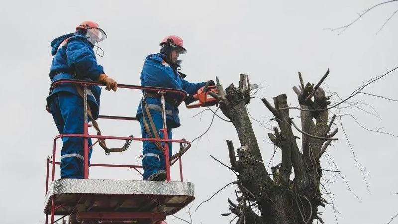 Подмосковные энергетики расчистили 110 гектаров вдоль трасс линий электропередач
