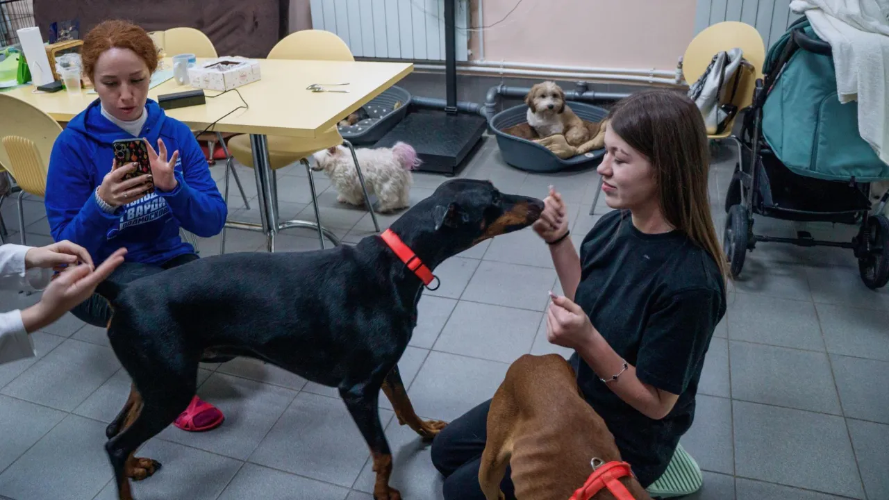 t.me/veteransvoluber