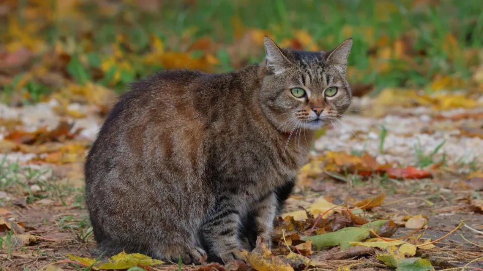 Фото: Telegram/Музей «Мелихово»