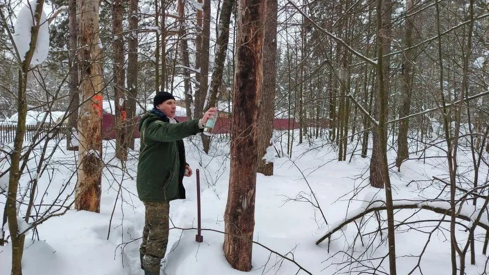 В лесах Подмосковья убрали более 1 тыс. аварийных деревьев