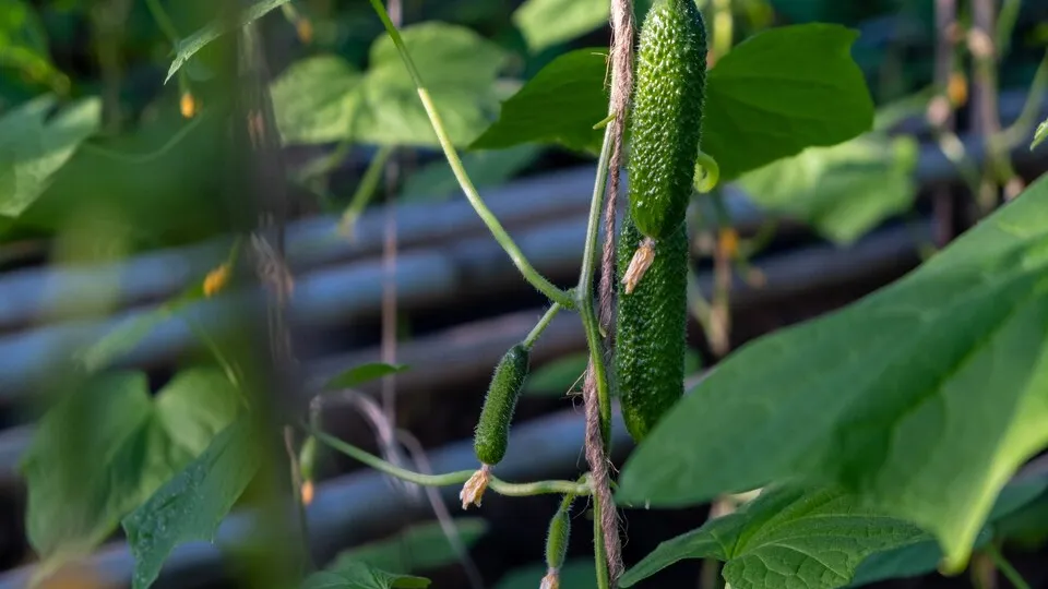 Фото: пресс-служба администрации Орехово-Зуевского округа
