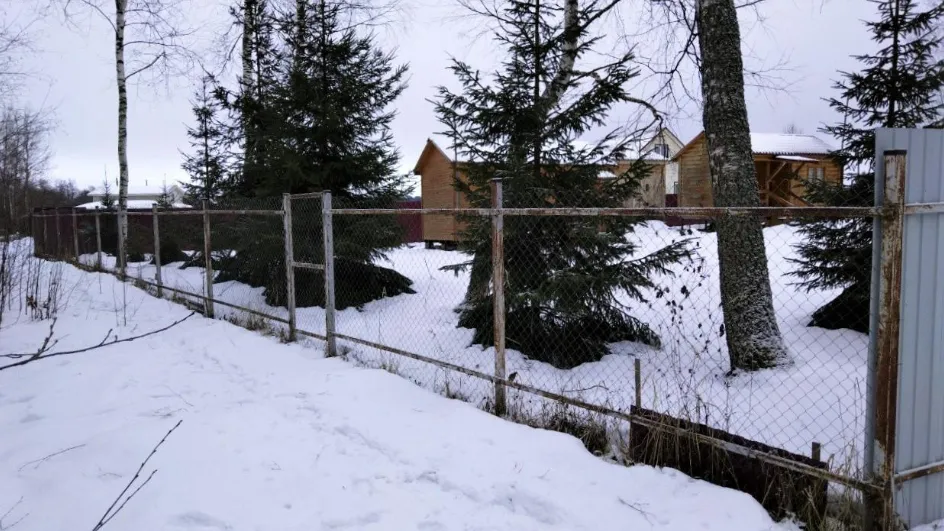 Фото: Комитет лесного хозяйства Московской области