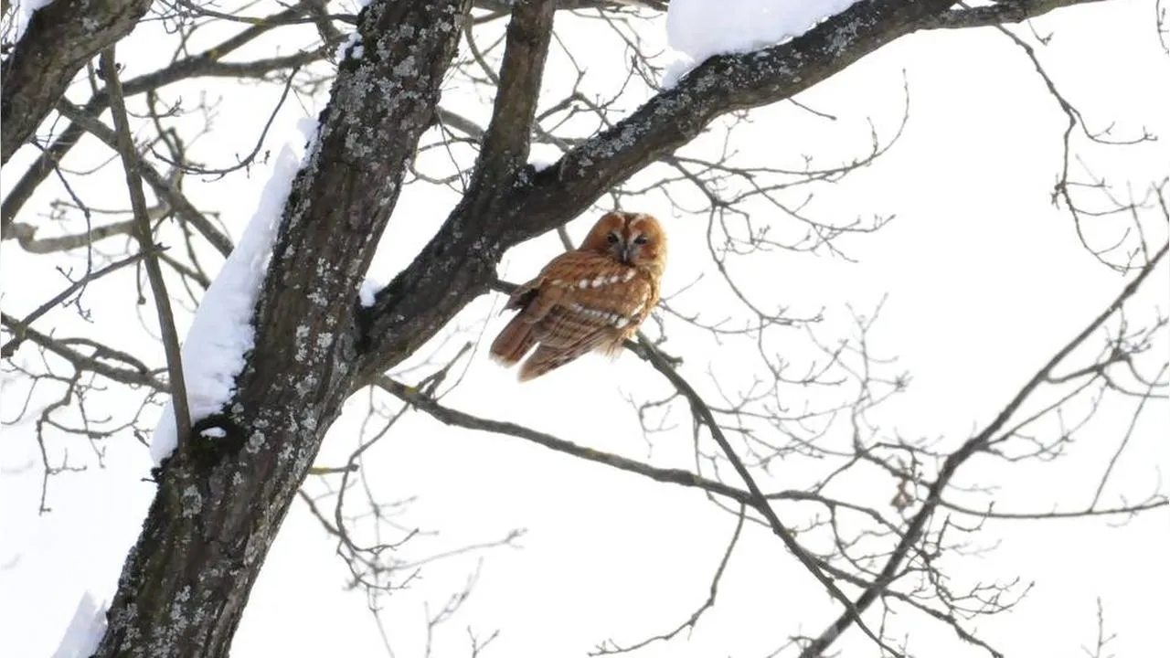 пресс-служба национального парка «Лосиный остров»/Карина Фоменко