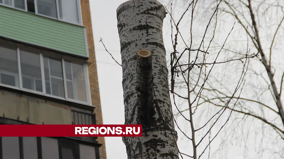 Фото: REGIONS/Василий Тремасов