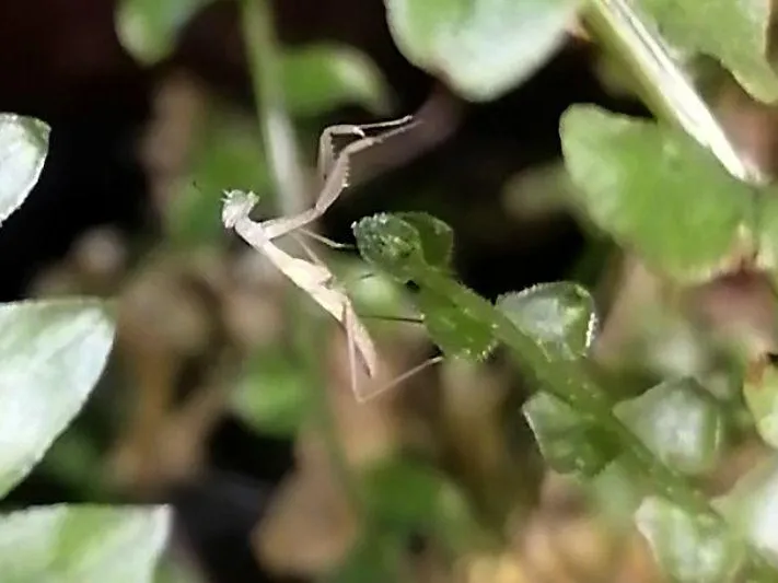 Найденные в Балашихе богомолы оказались парой и вывели потомство