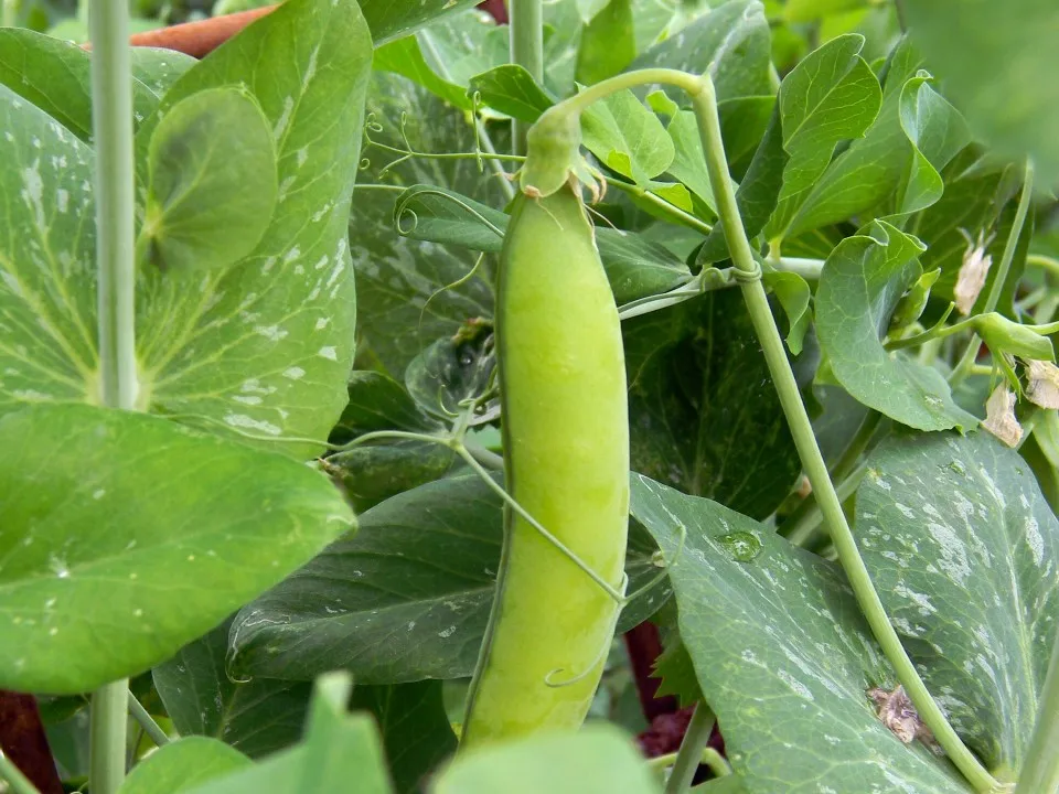 Фото: pxhere.com