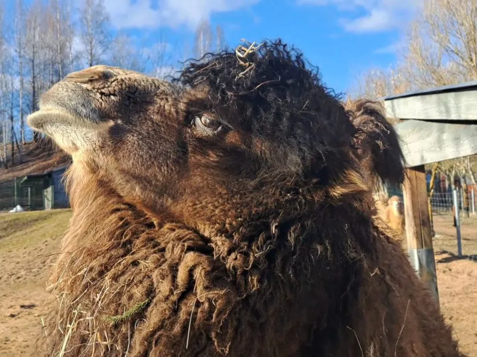 Фото: Центр воспроизводства редких животных
