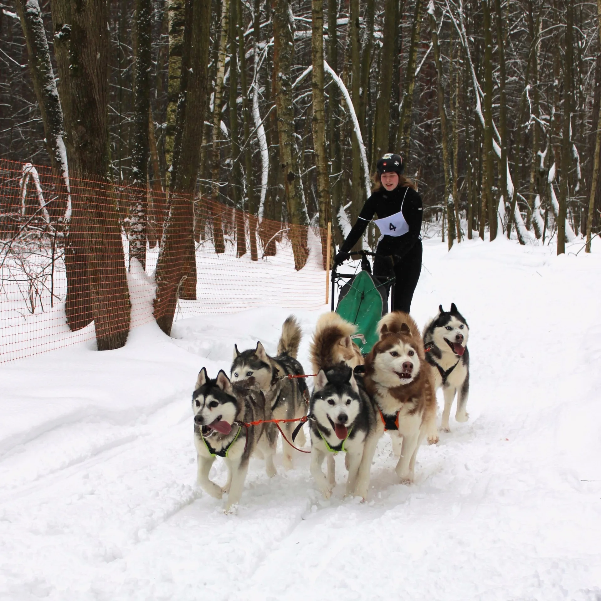 Фото: центра ездового спорта и туризма «Бореалис»