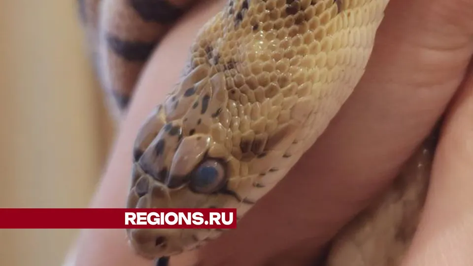 Фото: Дмитрий Беденко