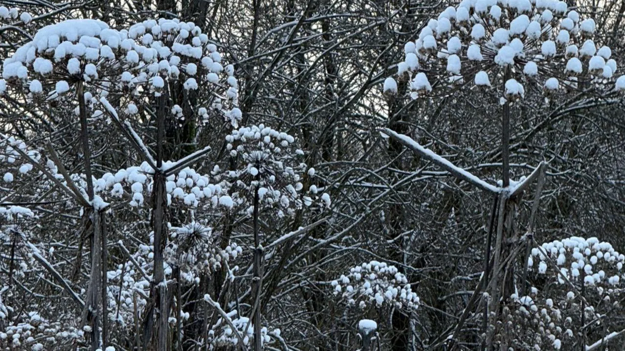 Марина Алифанова