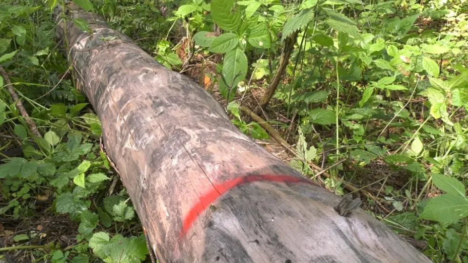 Фото: Егорьевский филиал «Мособллеса»